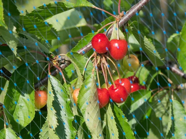 Cherries behind bird net — Stock Photo, Image