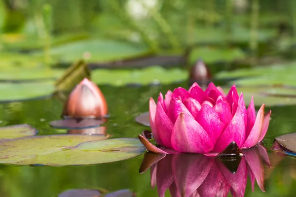 赤水ユリの花 — ストック写真