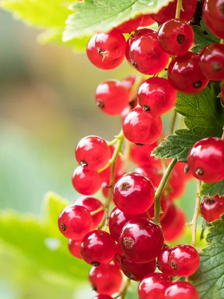 Red currant berries — Stock Photo, Image