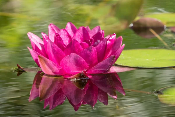 赤水ユリの花 — ストック写真