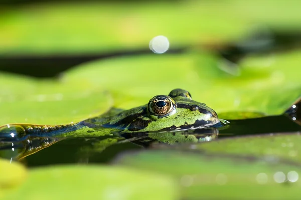 Cabeza de ranas verdes — Foto de Stock