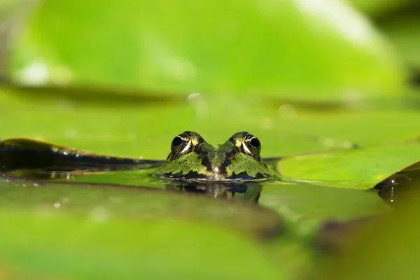 Głowę żaby zielone — Zdjęcie stockowe