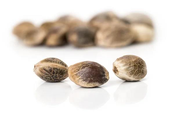 Макрофото семян конопли — стоковое фото