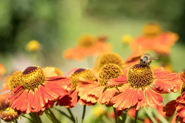 Narancssárga helenium autumnale virágok — Stock Fotó