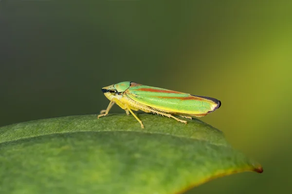 Różanecznik Leafhopper na liściu — Zdjęcie stockowe