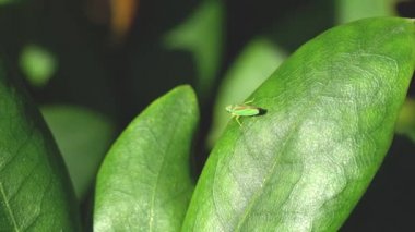 Ormangülü Leafhopper üzerindeki yaprak