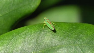 Ormangülü Leafhopper üzerindeki yaprak