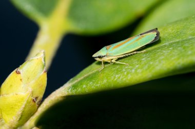 Ormangülü Leafhopper üzerindeki yaprak