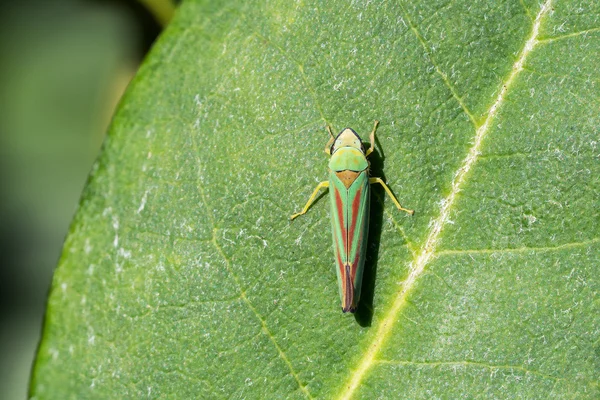 Różanecznik Leafhopper na liściu — Zdjęcie stockowe