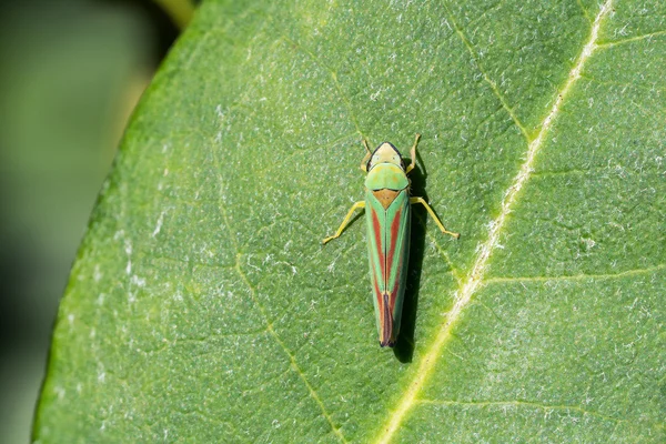 Rododendro Leafhopper su una foglia — Foto Stock