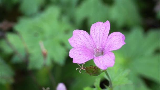 Rosa Geranium flor de vídeo — Vídeo de Stock