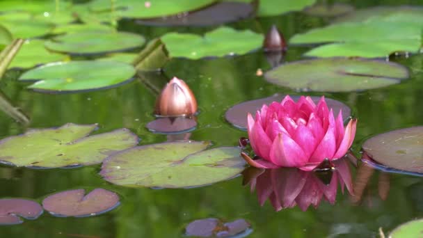 Red water lily — Stock Video