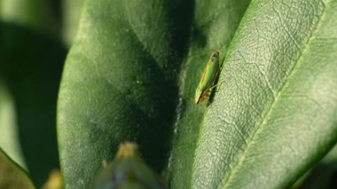 Ormangülü Leafhopper video klip