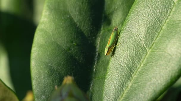 Ροδοδάφνη Leafhopper βίντεο κλιπ — Αρχείο Βίντεο