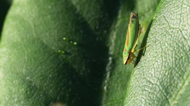진달래 Leafhopper 비디오 클립 — 비디오