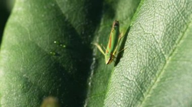 Ormangülü Leafhopper video klip