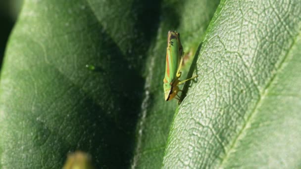 Rhododendron Leafhopper videoclip — Stockvideo