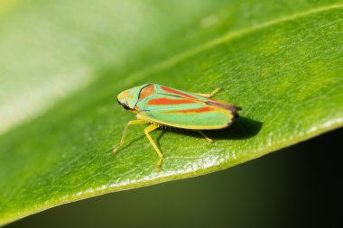 Ormangülü Leafhopper üzerindeki yaprak