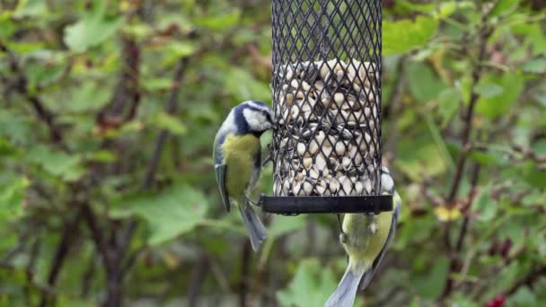 Vögel auf einem Vogelfutterhäuschen — Stockvideo