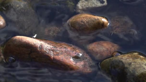 Agua en un arroyo — Vídeos de Stock