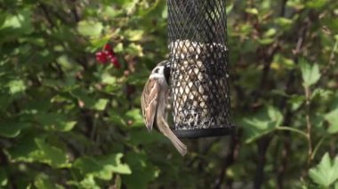 Bir birdfeeder üzerinde ağaç serçeler