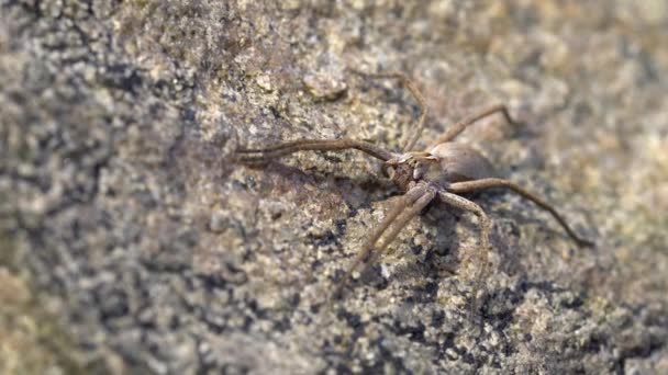 Nursery spider on a rock — Stock Video
