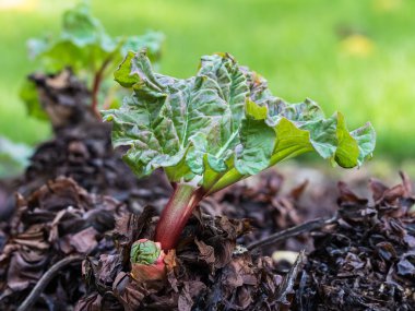 Taze ravent büyüyen
