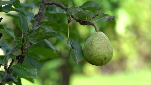 Birne auf einem Baum — Stockvideo