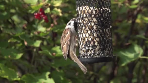 Strom vrabci na birdfeeder — Stock video