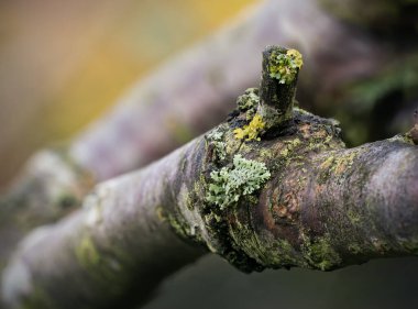 Arka planda bulanık bir kiraz dalı üzerinde liken makrosu kapat