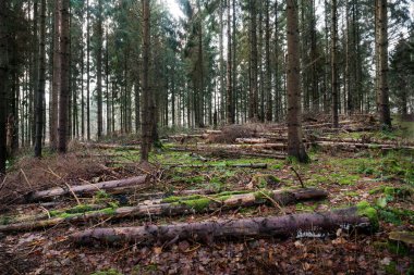 Kesildikten sonra orman zeminine yayılmış bir sürü ağaç gövdesi olan ladin ağacı ormanı.