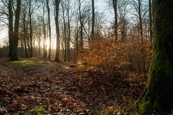 Lesní Krajina Podsvícení Podzimními Barvami Velký Strom Pravé Straně Slunce — Stock fotografie