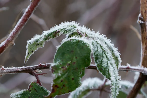 Zbliżenie Liści Jeżyny Mrozem Zimie — Zdjęcie stockowe