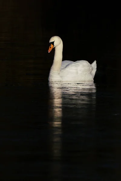 Vit Stum Svan Lyser Upp Mörka Omgivningar — Stockfoto