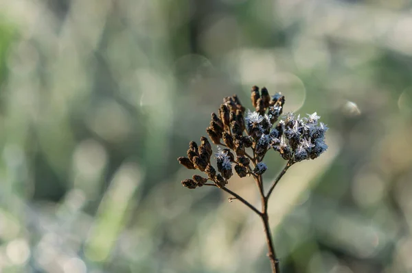 Focus Selettivo Selvatici Baccelli Semi Achillea Comune Con Con Hoarfrost — Foto Stock