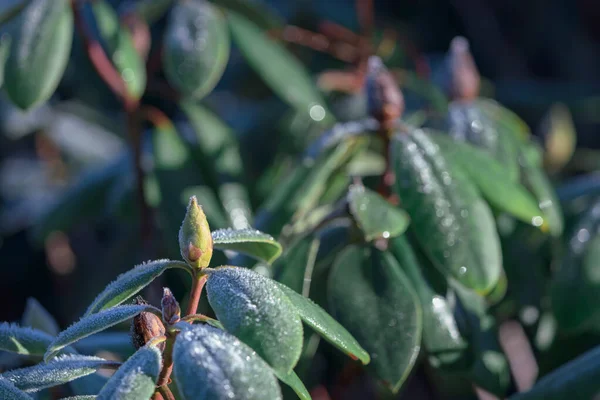 Enfoque Selectivo Las Hojas Rododendro Brote Con Escarcha — Foto de Stock