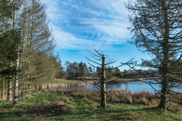 Autumn Winter Landscape Dead Pinetrees Front Lake New Ice — Stock Photo, Image