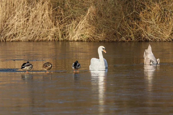 Mute Swans One Bottom Mallard Ducks Lake Thin Ice — Stock Photo, Image