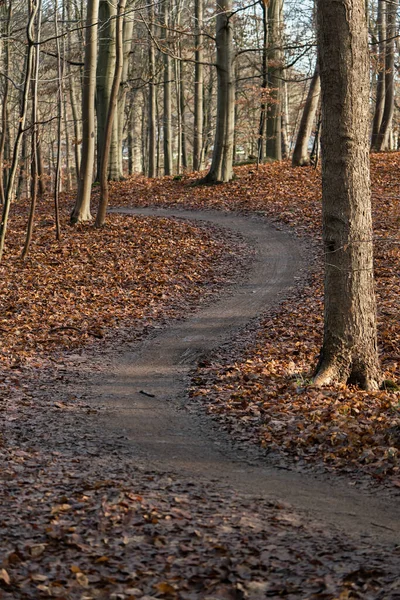 Curve Foot Path Vertical Autumn Winter Landscape Beech Tree Trunks — Stock Photo, Image