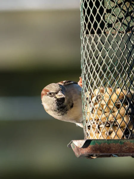 Haussperling Sitzt Auf Einem Alten Grünen Vogelfutterhäuschen Und Betrachtet Erdnüsse — Stockfoto