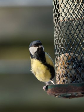 European great tit bird sitting on an old green birdfeeder with peanuts and sunflower seeds with garden fence in the blurred background
