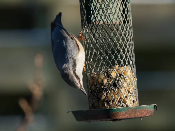 Pájaro Mirlo Euroasiático Sentado Cabeza Abajo Lado Izquierdo Viejo Comedero — Foto de Stock