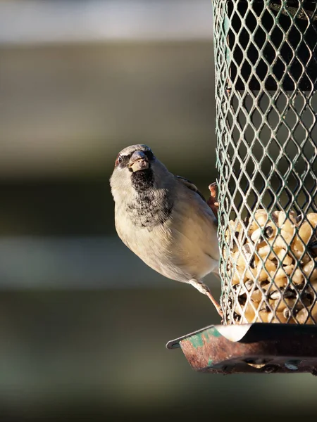 Pájaro Gorrión Casa Sentado Viejo Comedero Aves Verde Con Cacahuetes —  Fotos de Stock