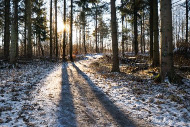 Ladin ağacı ormanında yol kış boyunca arka planda ve yerde biraz kar var.