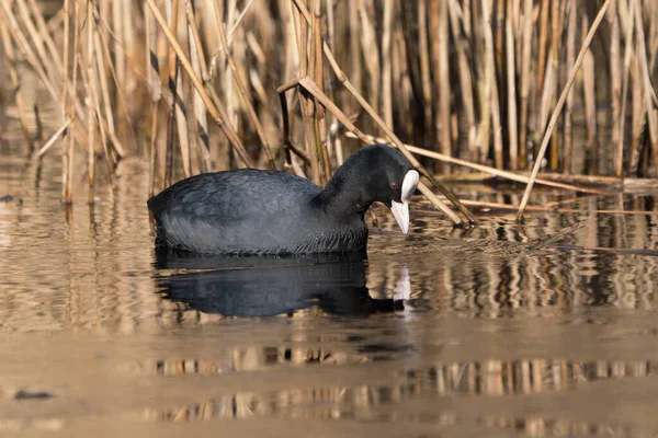 Common eurasian coot swimming in the golden reflections of reed while watching its own mirror image in the water