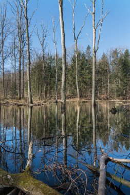 İlkbaharın başlarında ormandaki su basmış ağaçlar, dallar ve arka planda çam ağaçları