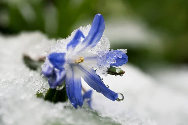 Blue Glory Snow Flower Almost Buried Wet Snow Early Spring — Stock Photo, Image