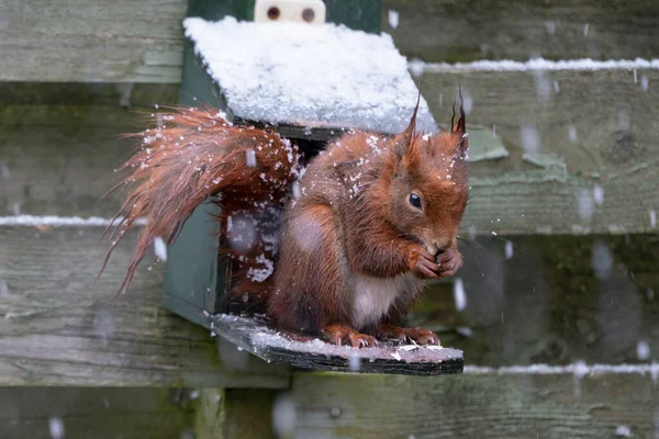 Cute Red European Squirrel Sitting Green Feeder While Snows — Stock Photo, Image