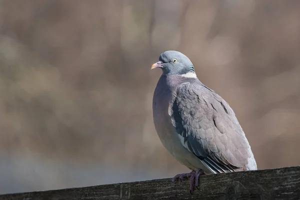 Side View Common Wood Pigeon Sitting Top Fence Facing Left — Stockfoto