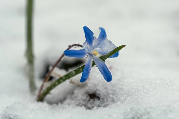 早春の湿雪の中に立つ雪の花の青の栄光 — ストック写真